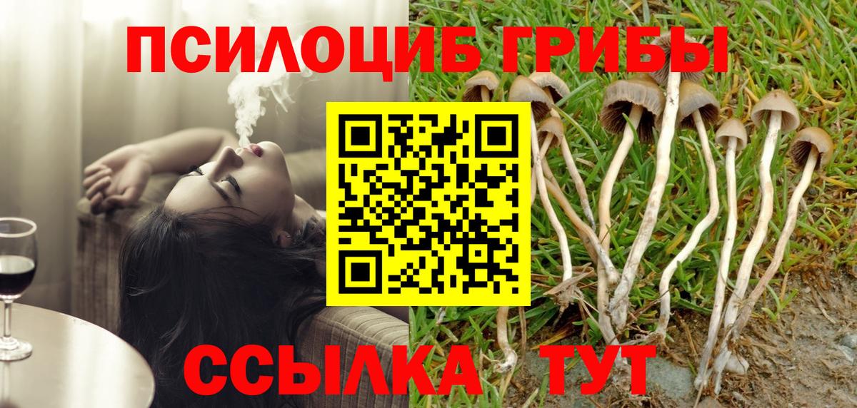 Галлюциногенные грибы Psilocybe Георгиевск